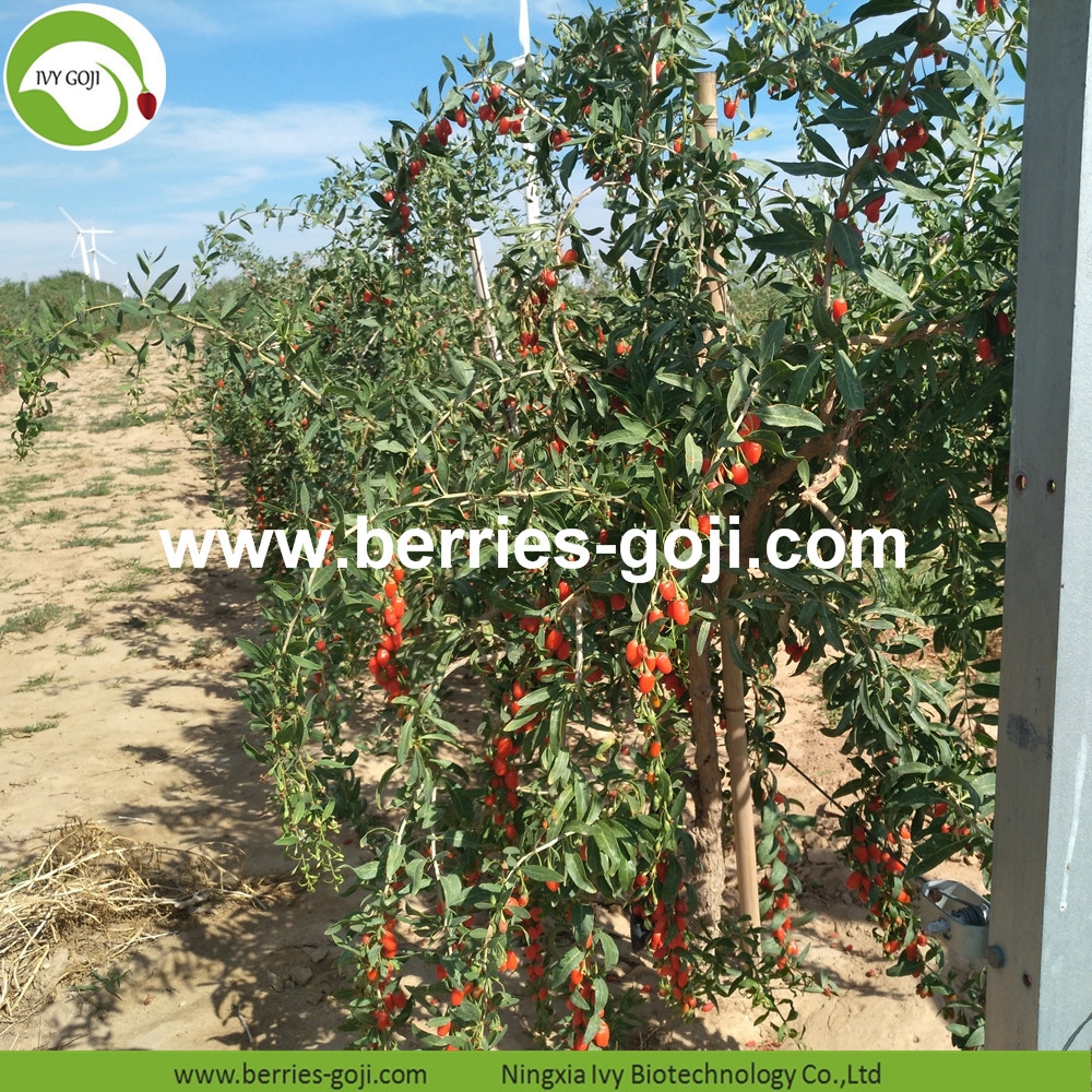 organic goji berry