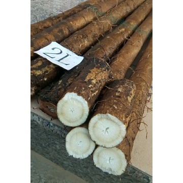 High Quality New Crop Fresh Vegetables Burdock