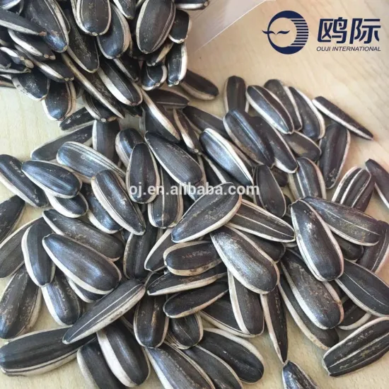 Inner Mongolia factory sale in bulk big size sunflower seeds