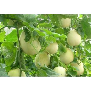 Cuili round white F1 hybrid sweet melon seeds