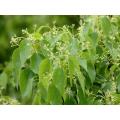 Ho Wood Essential Oil cinnamomum camphora