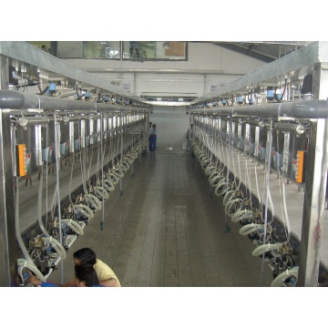 Automatic milking hall for cows and goats