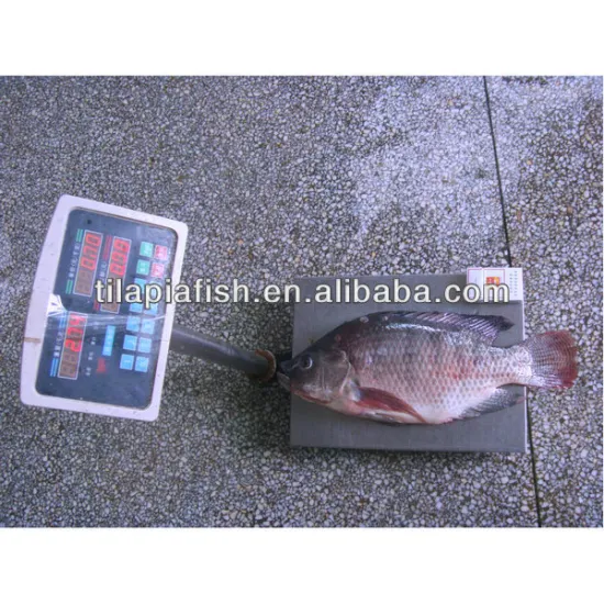 1000 grs up frozen tilapia for sale