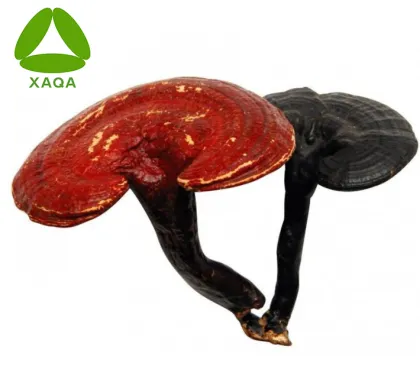 Ganoderma Spore Powder Nutritional Supplements Price
