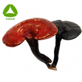 Ganoderma Spore Powder Nutritional Supplements Price