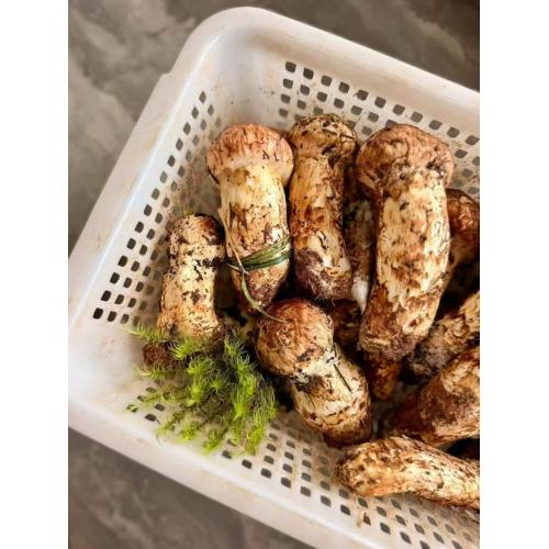 قارچ های خوراکی ممتاز ماتسوتاکه طبیعی وحشی