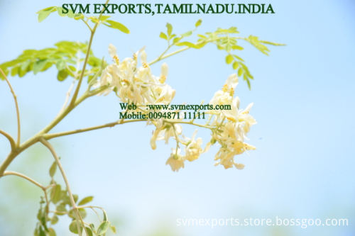 Moringa Oleifera PKM1 Suppliers