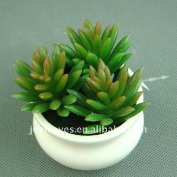 ornamental artificial succulent plant