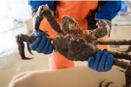 Salmon fish, Atlantic mackerel, shrimp, tiger lobsters