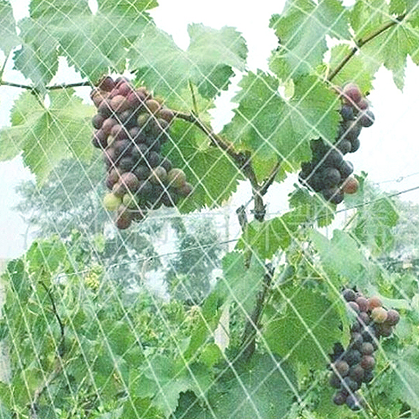 garden grape anti bird net