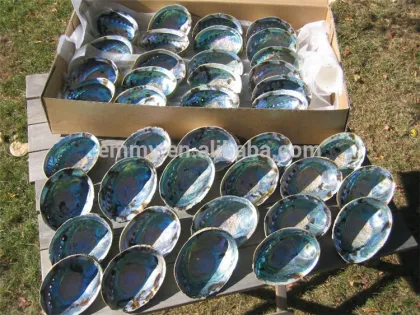 beauty green abalone/paua MOP shell supplier