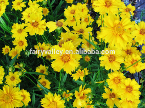 High germination Tinctorial Coreopsis seeds For Growing