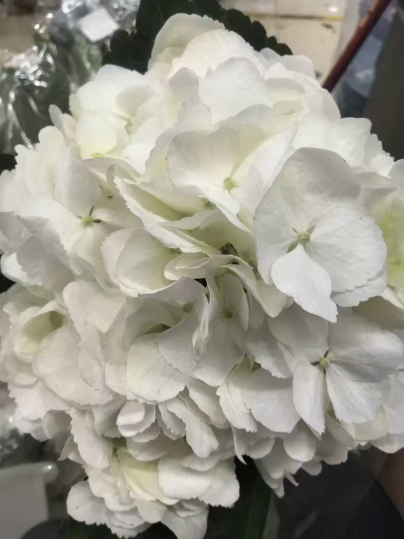 White single hydrangea