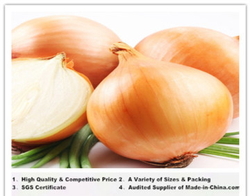 China Fresh Yellow Onions (2014 New Season)