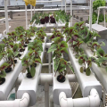 Tubo hidropônico Nft ambiental para vegetais