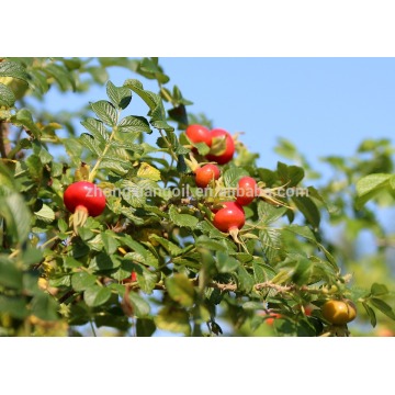 Free Sample Massage Rose Hip Oil OEM Wholesae