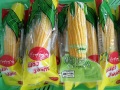 2019 jagung manis baru dimulai