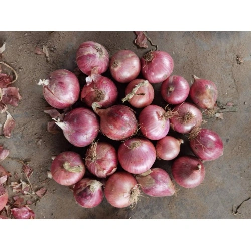 Fresh Red Onions , Fresh Red Onion in Mesh Bag.