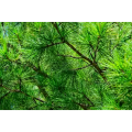 Natural Pine Needles Extract