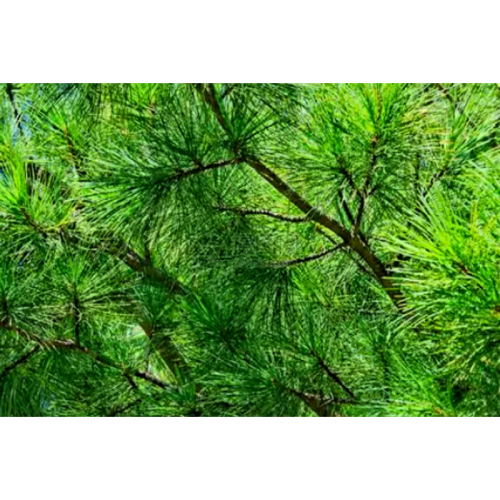 Natural Pine Needles Extract