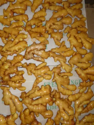 export fat fresh ginger