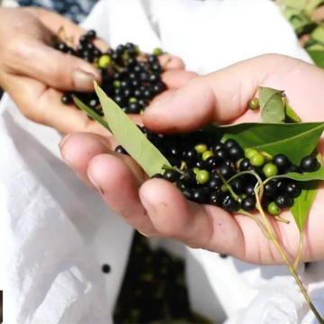 Fruta de pimienta de pimienta de pimienta de especias hainan