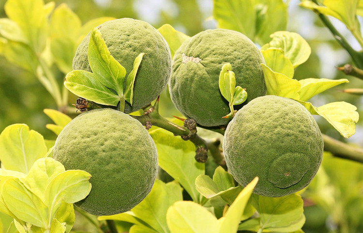 Aceite esencial de cáscara de naranja amarga al por mayor