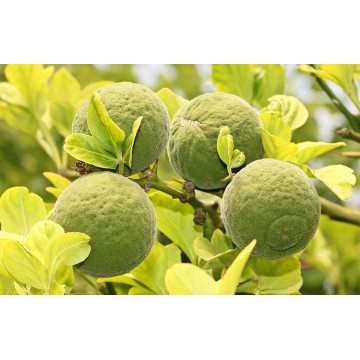 Aceite esencial de cáscara de naranja amarga al por mayor