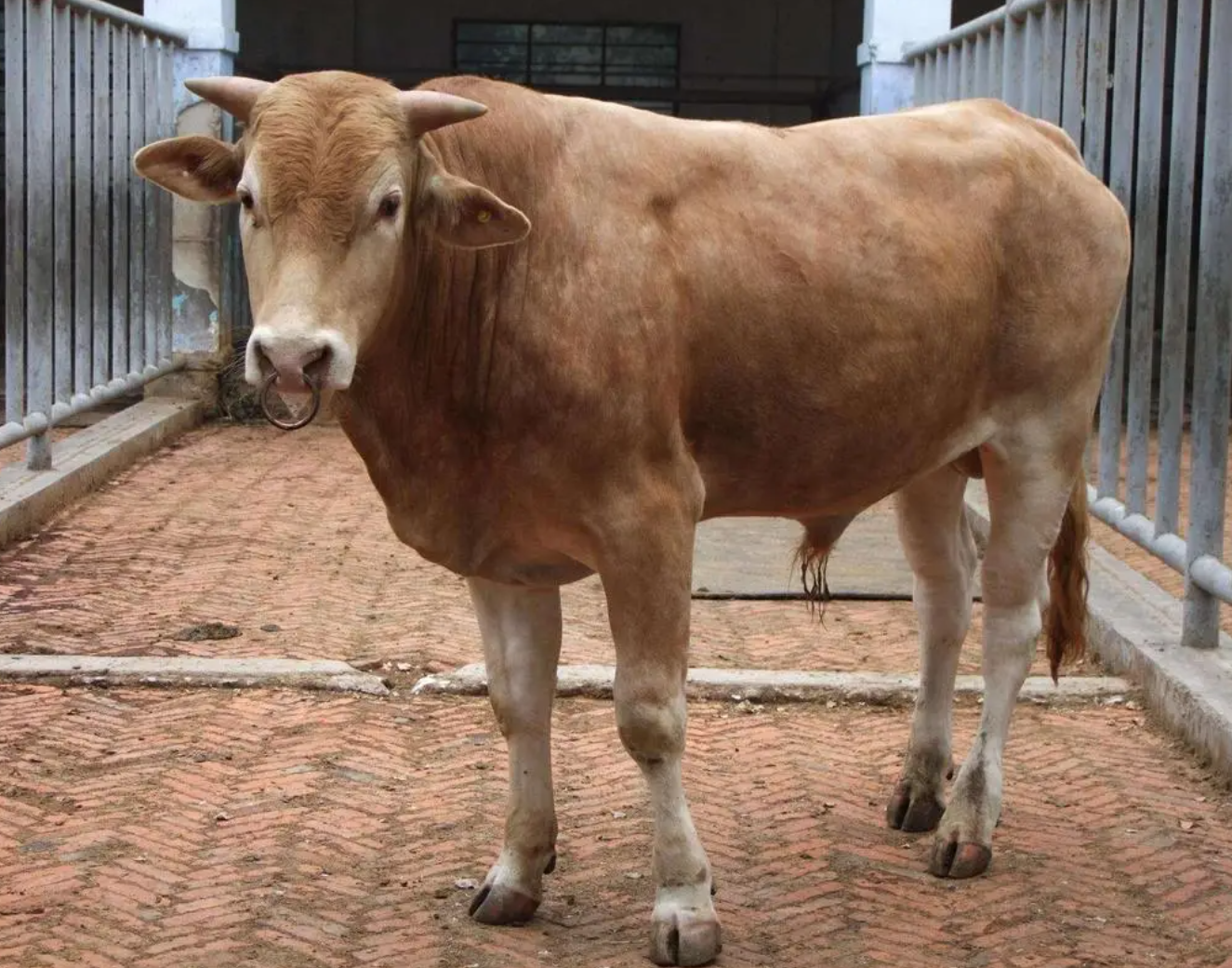 cow sonography machine