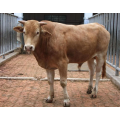 Fast Scan LC ultrasound for cattle