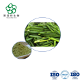 Welsh Onion Leaf Extract 10:1 for Natural Health Supplements