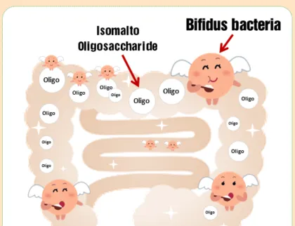 Prebiotics IMO for Regulating Intestinal Flora