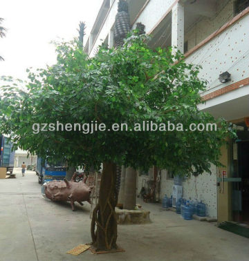 Ficus Auriculata Lour
