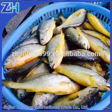 Frozen Yellow Croaker frozen yellow croaker fish