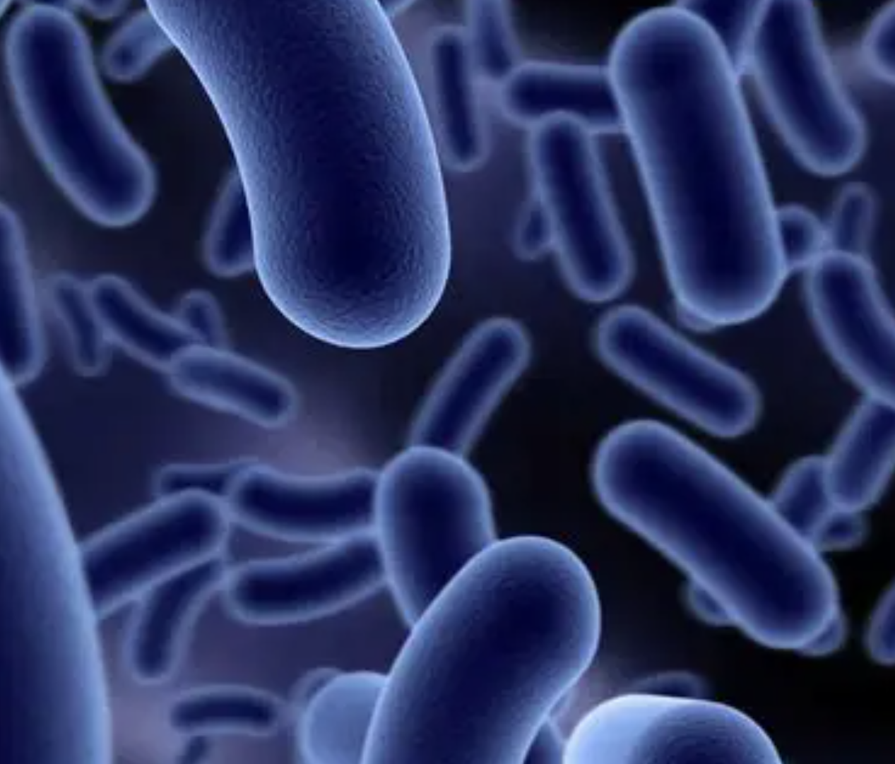 High Purity Bacillus Amyloliquefaciens