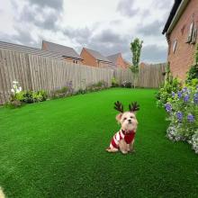 ສະຫນາມຫຍ້າຫຍ້າທຽມ