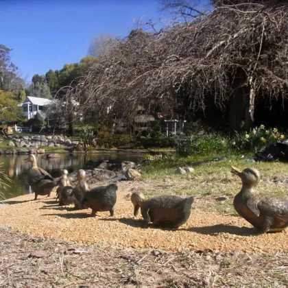 Garden decoration metal duck statue bronze mother and baby duck sculpture