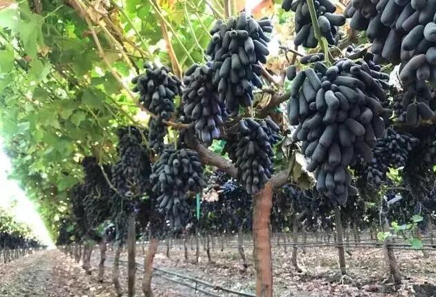 Ziyu Tianzhu Grape