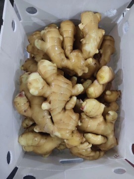 2019 year new ginger