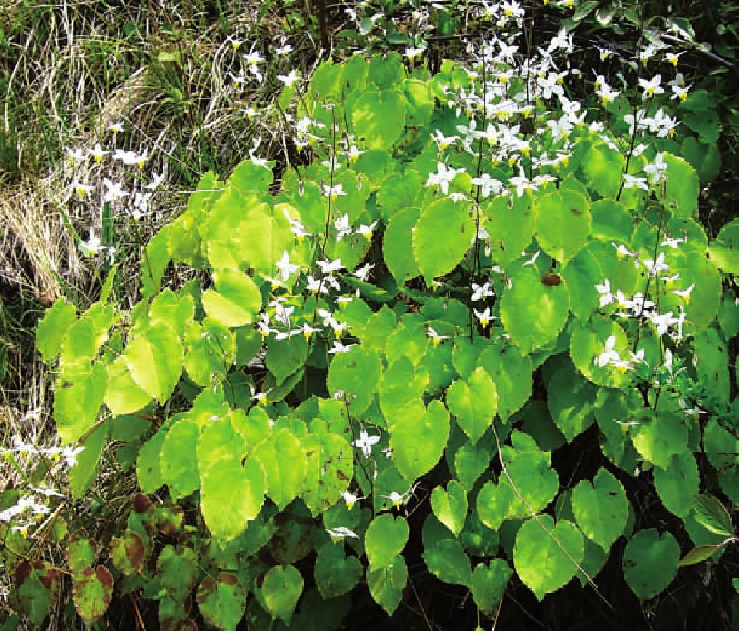 Epimedium extract