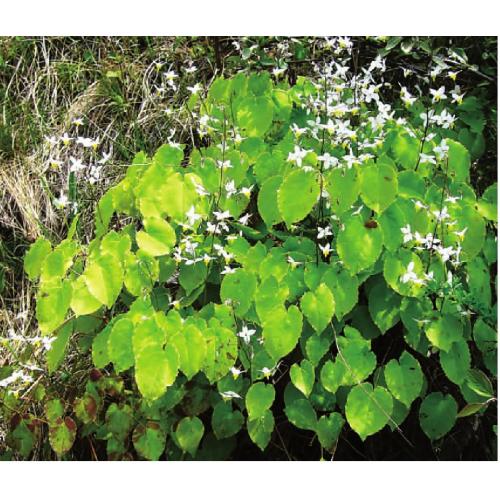 Healthcare Supplement Horny Goat Extract Powder