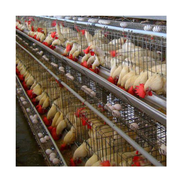 Gaiolas de bateria comercial de alimentação de frango comerciais colocando galinhas para venda na Argélia
