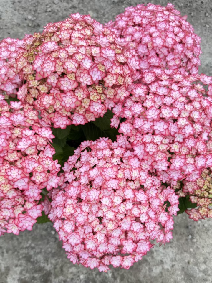 Luna Pink Double Hydrangea