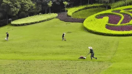 Agrochemical Rice Herbicide Dicamba 98%