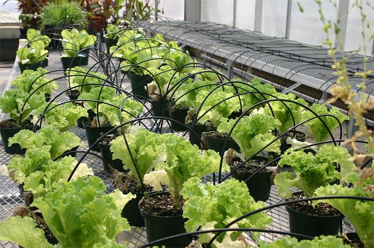 Drip arrow irrigation system for greenhouse