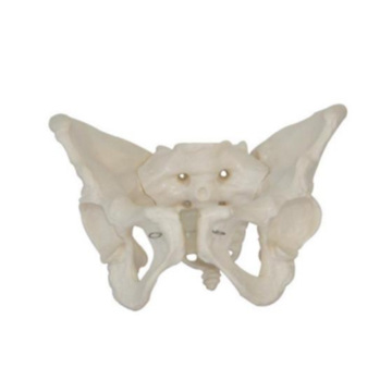 Life Size Adult Female Anatomical Pelvic Skeleton Model - Adacend Teaching Manikin SC-A1036