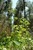 EUCALYPTUS OIL