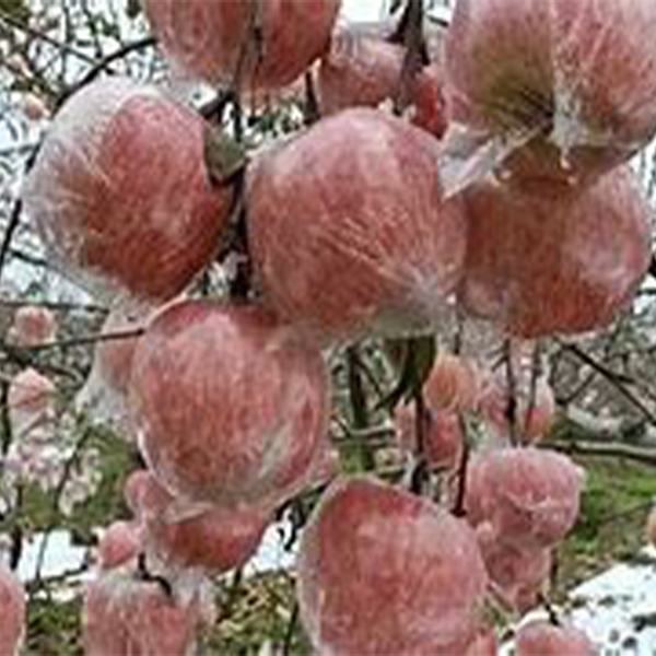 qinguna apple