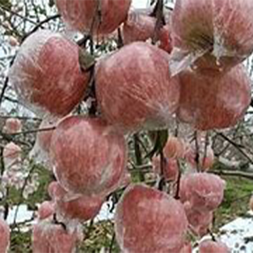 Fuji apples in fresh plastic bags