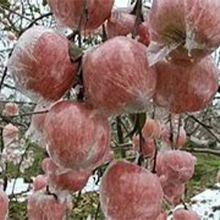 Pomes Fuji en bosses de plàstic fresc